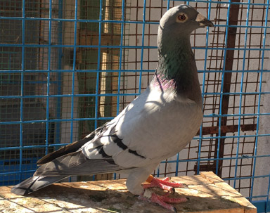 Matrix Hen